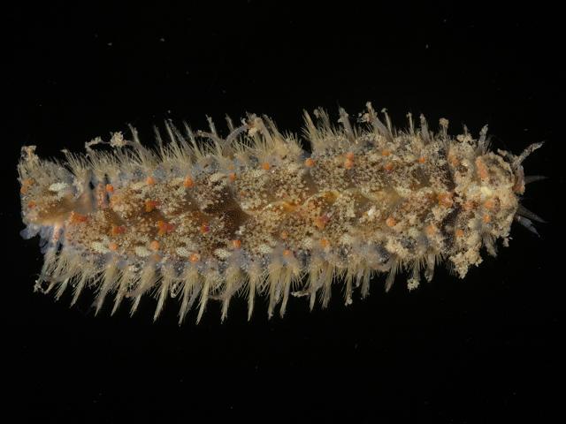Harmothoe clavigera Scale Worm Marine Images