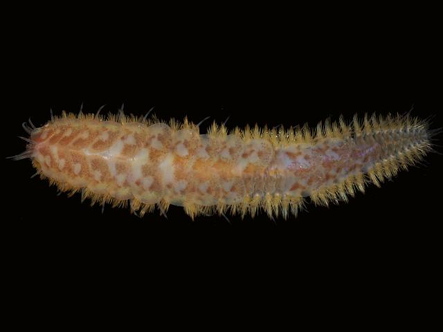 APHOTOMARINE - A photographic guide to aid the recognition and identification of Harmothoe extenuata A Scale Worm marine worm images