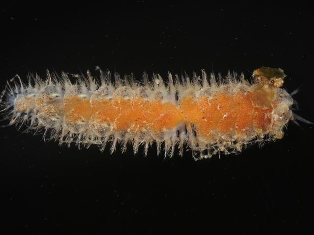 Harmothoe impar Scale Worm Images