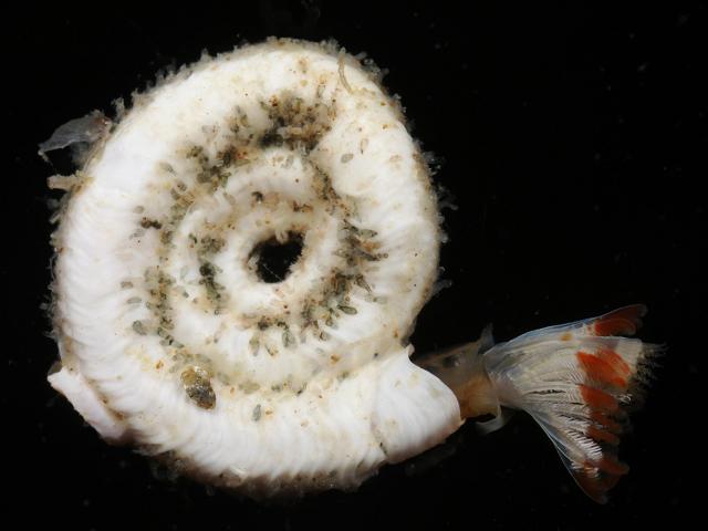 Hydroides norvegicus Tubeworm Serpulid marine worm images