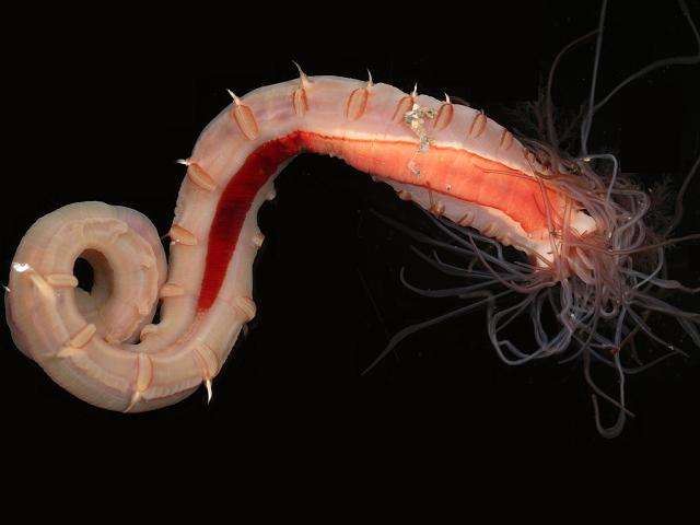 Lanice conchilega Sand mason Shell binder marine worm images