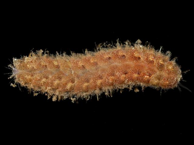 Lepidonotus squamatus Scale Worm marine worm images