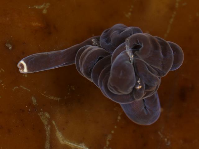 Lineus grubei ribbon worm Nemertean Images Spain Portugal