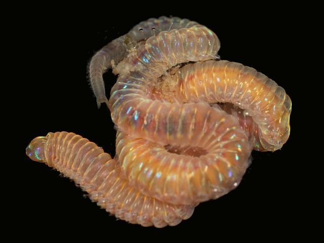 Lumbrineris Lumbrineridae family member Lumbrinerid species marine worm images