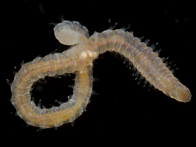 Lumbrineris Lumbrineridae family member Lumbrinerid species marine worm images
