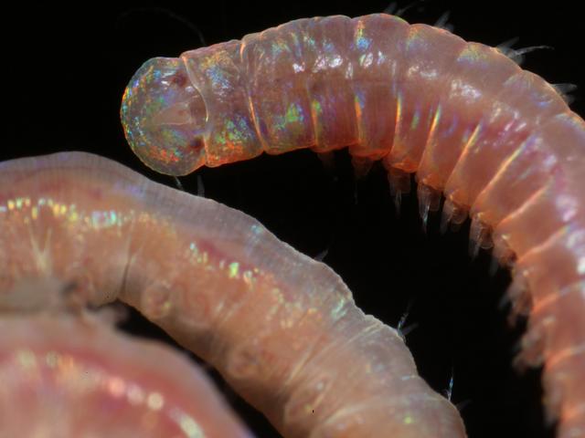 Lysidice ninetta Marine Polychaete Worm Images