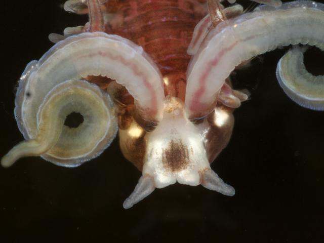 Malacoceros vulgaris spionidae spionid worm Marine Annelida Polychaete Images