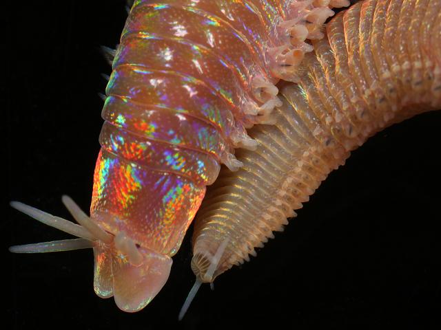 Marphysa sanguinea Eunicid Eunicidae Worm Images