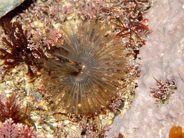 Acromegalomma vesiculosum Megalomma Fanworm marine worm images