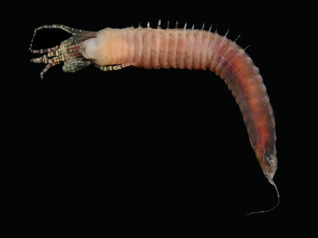 Melinna palmata Ampharetidae marine worm images