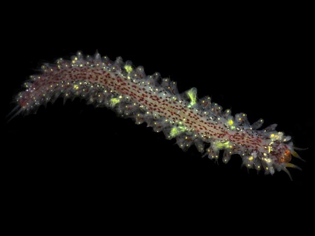 Micronereis variegata Nereidid worm Images