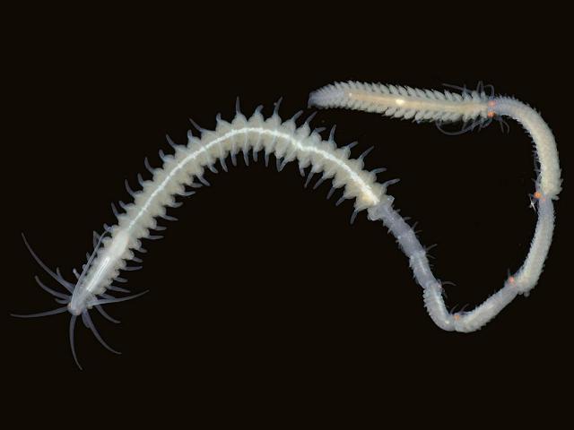 Myrianida edwarsi Syllidae syllid budding budded Marine worm Images