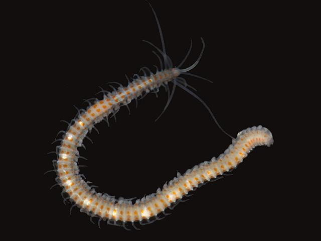Myrianida rubropunctata Syllidae syllid orange spotted Marine worm Images