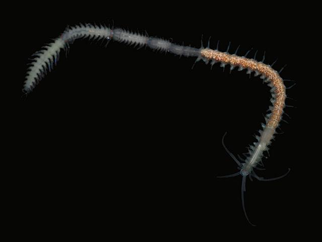 Myrianida sanmartini Syllidae syllid orange Marine worm Images