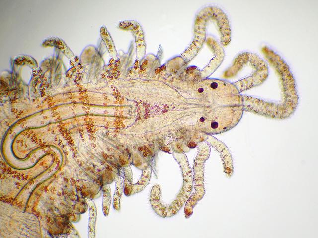 Myrianida species Syllidae syllid orange spotted Marine worm Images