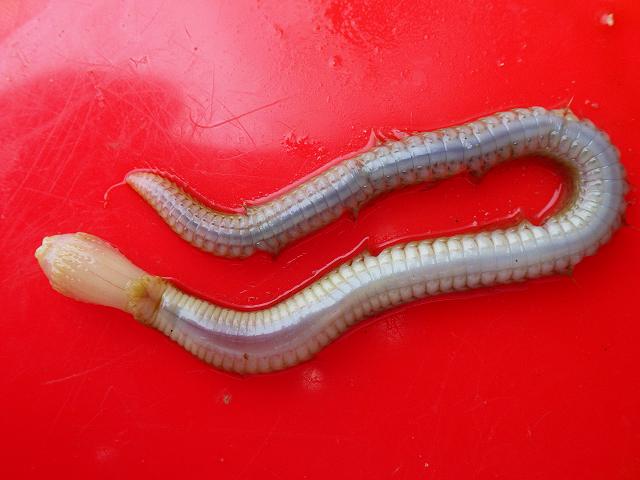 Nephtys caeca Nephtyid Catworm Polychaete marine worm images