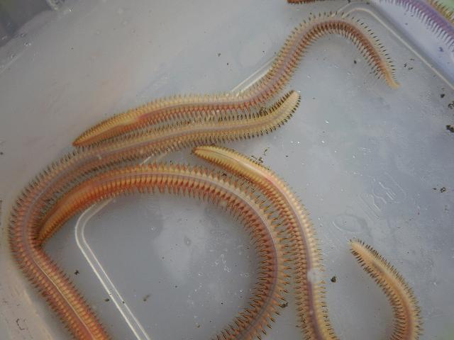 Nephtys hombergii Nephtyid Catworm Polychaete marine worm images