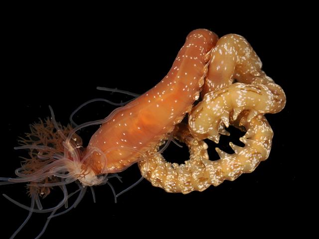 Nicolea venustula Terebellidae Terebellid worm Images
