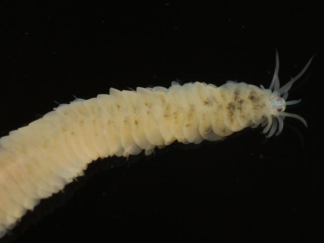 Notophyllum foliosum Phyllodocid Phyllodocidae marine worm images