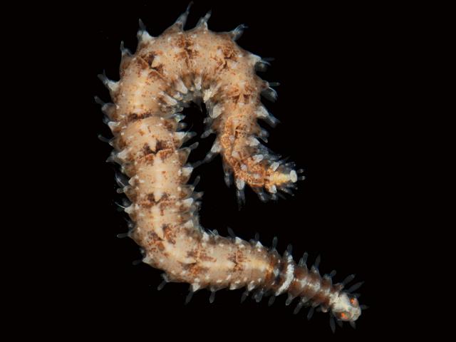 Odontosyllis gibba Syllid Polychaete marine worm images