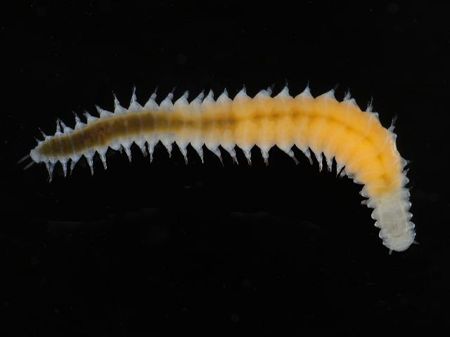 Ophryotrocha puerilis siberti Dorvilleid Dorvilleidae marine worm images