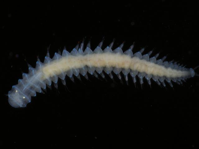 Ophryotrocha baccii bacci Dorvilleid Dorvilleidae marine worm images