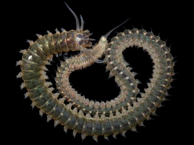 Perinereis cultrifera Ragworm marine worm images
