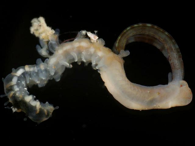 Phyllochaetopterus anglicus socialis species chaetopteridae chaetopterid Worm Images