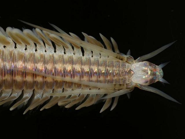 Phyllodoce lineata Paddle marine worm images