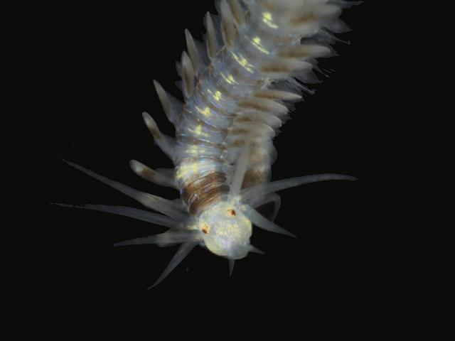 Phyllodoce longipes anaitides paddle marine worm images