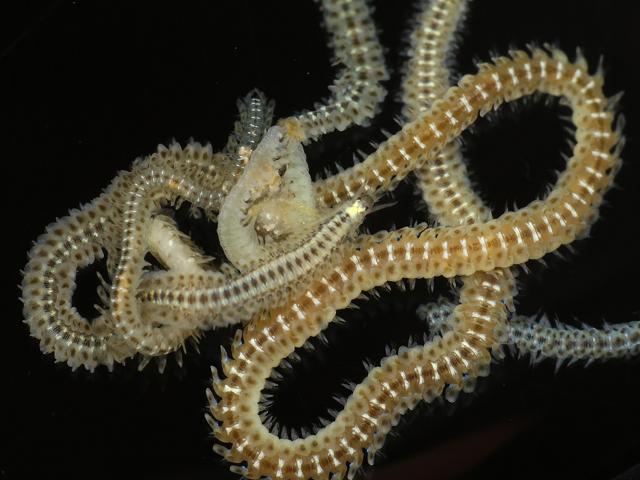 Phyllodoce mucosa Anaitides Phyllodocidae Phyllodocid Paddle worm Worm Marine Images