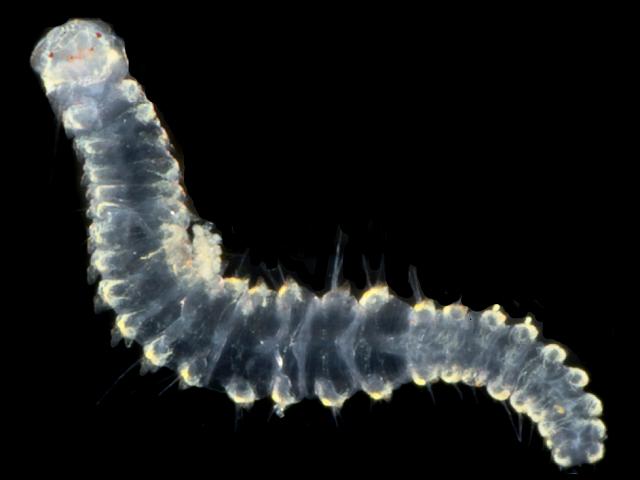 Poecilochaetus species juvenile larva plankton poecilochaetidae poecilochaetid worm marine worm images