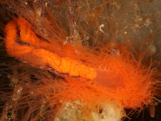 Polycirrus caliendrum Bristleworm Terebellidae Terebellid Worm Images