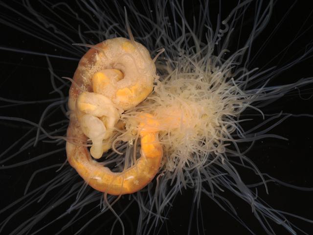 Polycirrus species caliendrum Bristleworm marine worm images