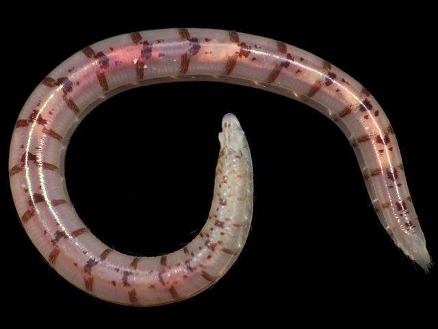 Polyophthalmus pictus Opheliid Opheliid marine worm images