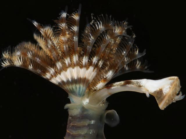 Spirobranchus lamarcki Pomatoceros lamarckii A Keeled Tubeworm marine worm images