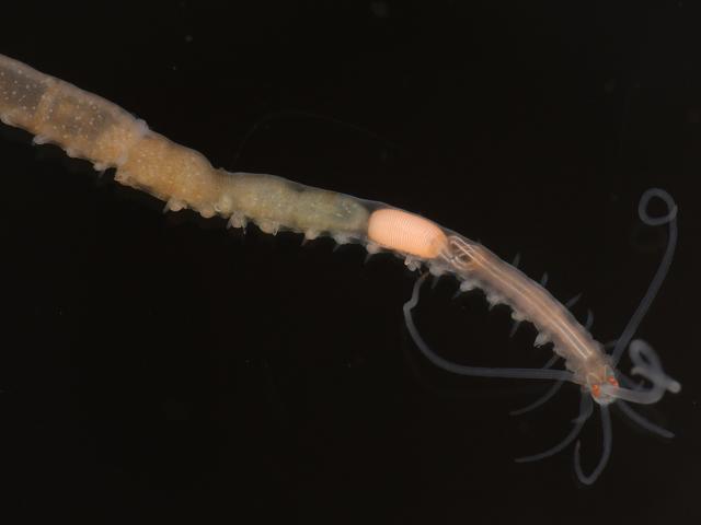 Proceraea aurantiaca Marine Syllid Worm Images