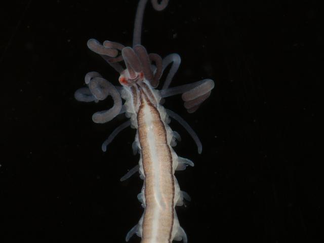 Proceraea species Newlyn Harbour Marine Syllid Worm Images