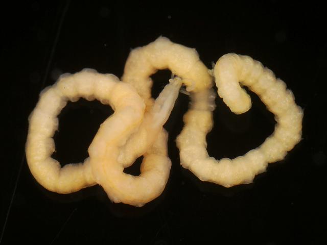 Procerastea halleziana on hydroid stalk ectopleura larynx Syllid Syllidae marine worm images