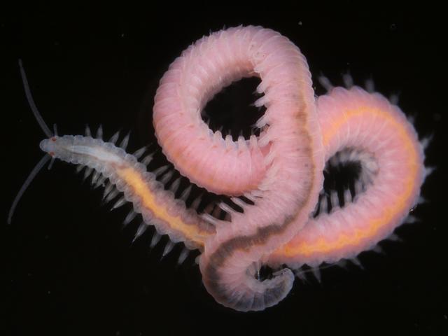 Protodorvillea kefersteini dorvilleid dorvilleidae marine worm images