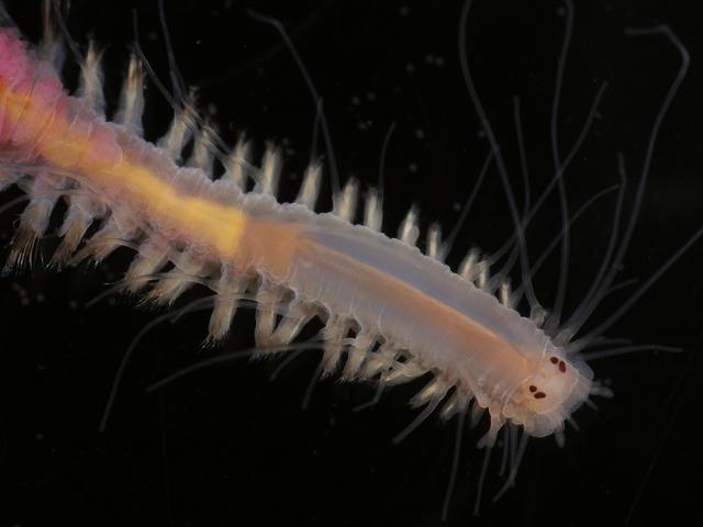 Psamathe fusca Hesionid worm Marine Annelida Polychaete Images
