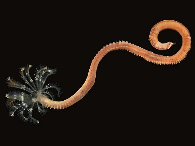 Pseudopotamilla reniformis Sabellid Sabellidae marine worm images