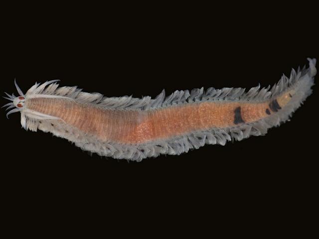 Pterocirrus macroceros Phyllodocidae Phyllodocid Polychaete marine worm images