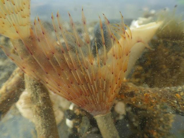 Sabella pavonina Peacock worm Marine Annelida Polychaete Images