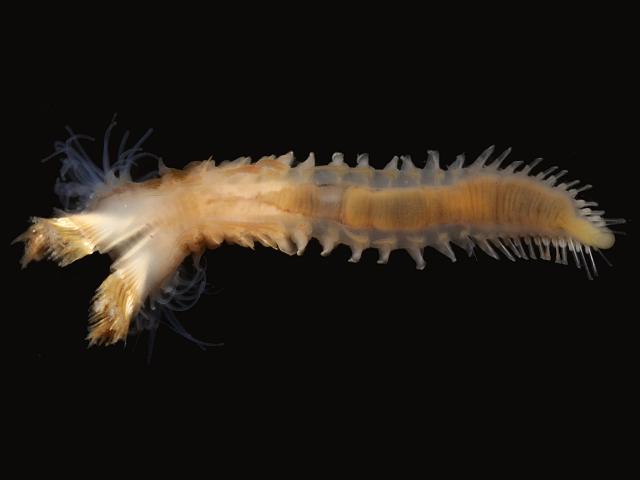 Sabellaria spinulosa Ross Worm Images