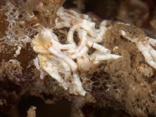 Salmacina dysteri Coral Worm marine worm images