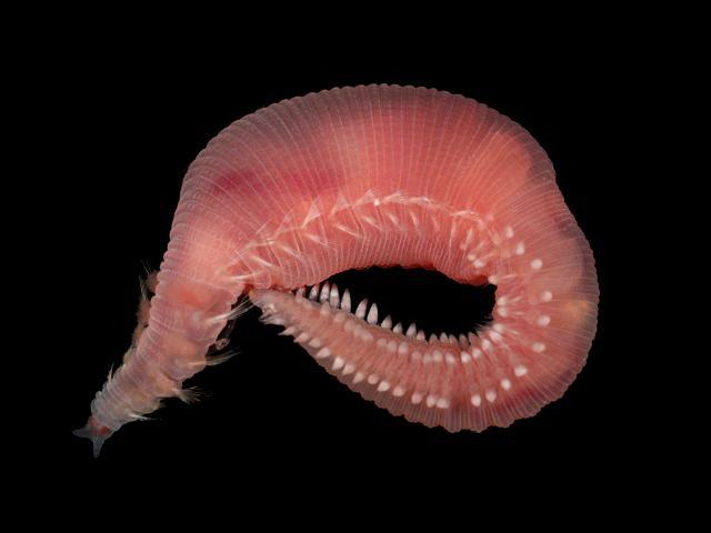 Scalibregma celticum scalibregmatidae scalibregmatid worm images