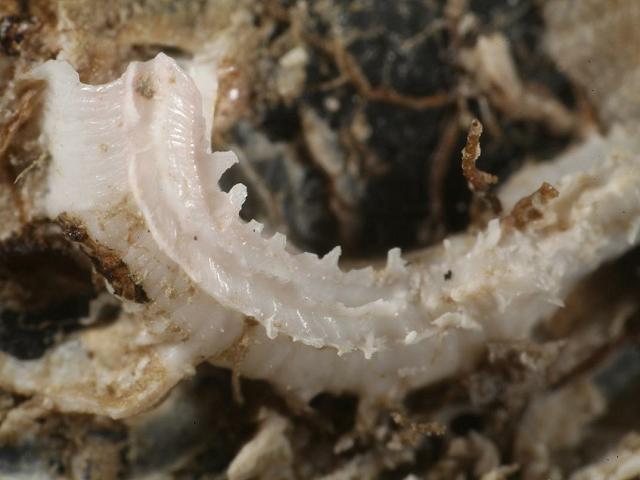 Serpulidae serpulid family Tube worm marine worm images