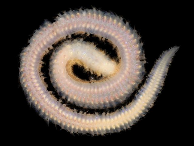 Sigalion mathildae Sigalionid worm Sigalionidae Images