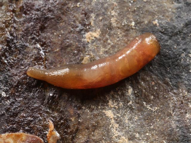Nephasoma minutum Peanut Sipunculan worm Images